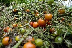Growing hope tomatoes.jpg